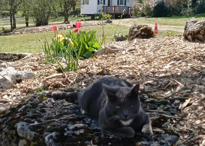 Le Bel Air Mobil Le Palmier 4 Personnes Parque de Campismo Limogne-en-Quercy